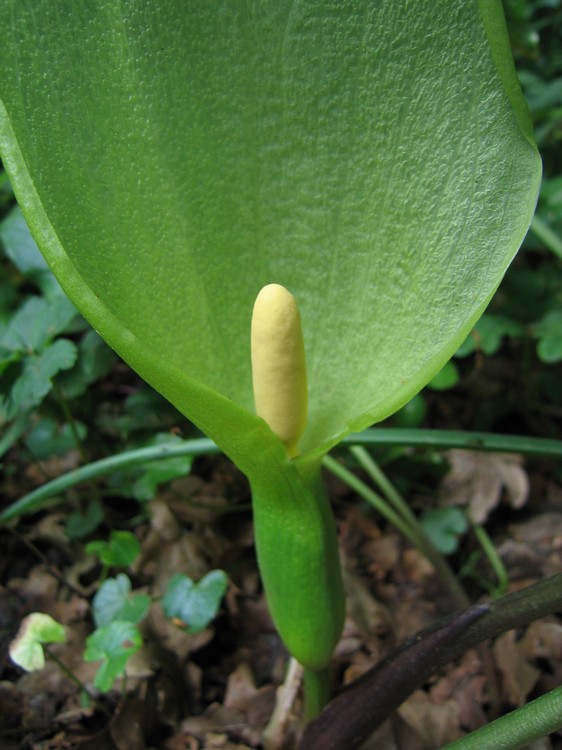 Arum italicum